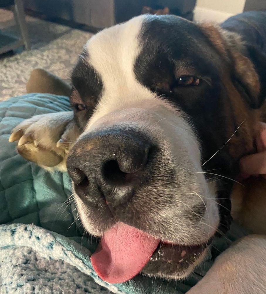 Hank - BONDED PAIR, an adoptable Saint Bernard in Larkspur, CO image 3/5