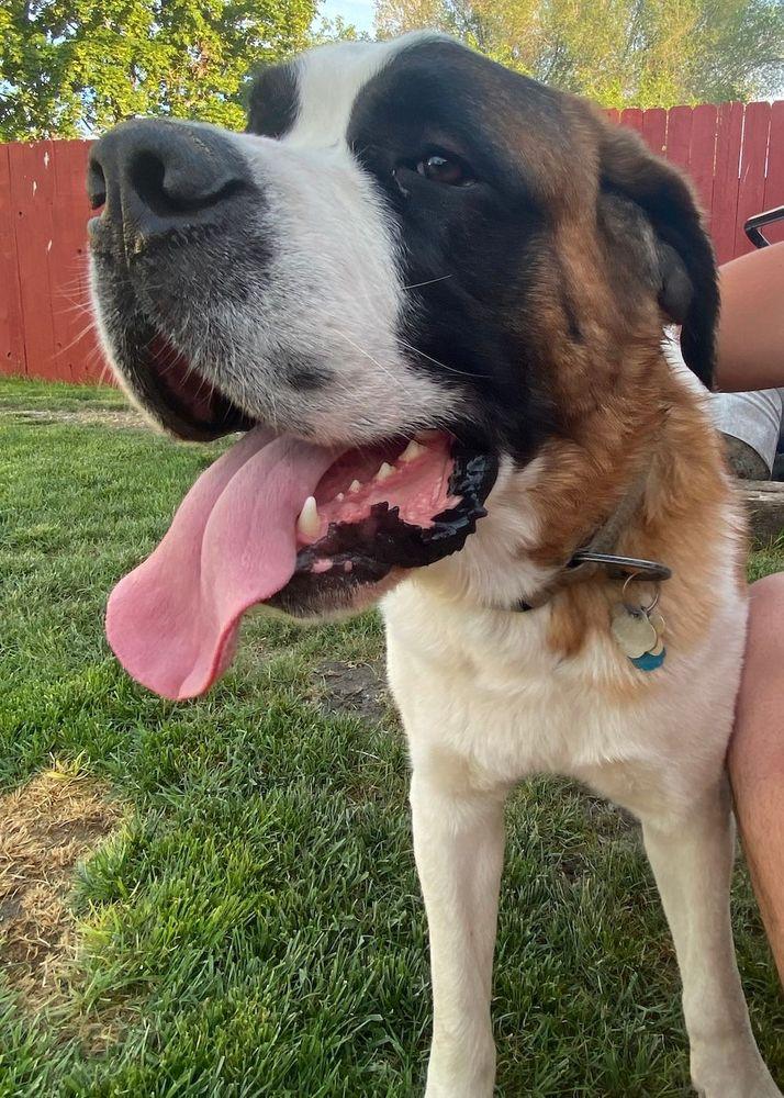 Hank - BONDED PAIR, an adoptable Saint Bernard in Larkspur, CO image 2/5