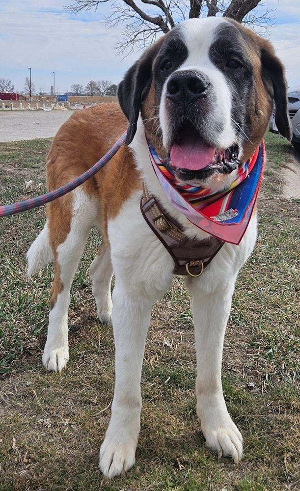 Hank - BONDED PAIR, an adoptable Saint Bernard in Larkspur, CO image 5/5