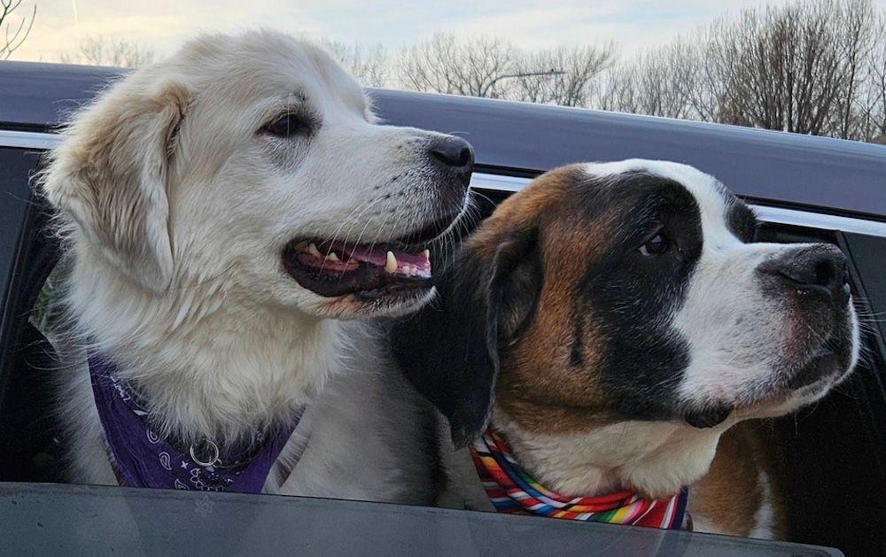 Hank - BONDED PAIR, adoptable, Senior Male Saint Bernard.