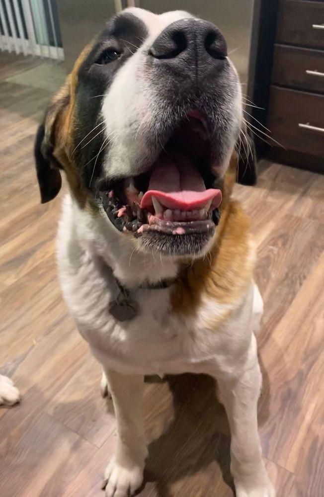 Hank - BONDED PAIR, an adoptable Saint Bernard in Larkspur, CO image 4/5