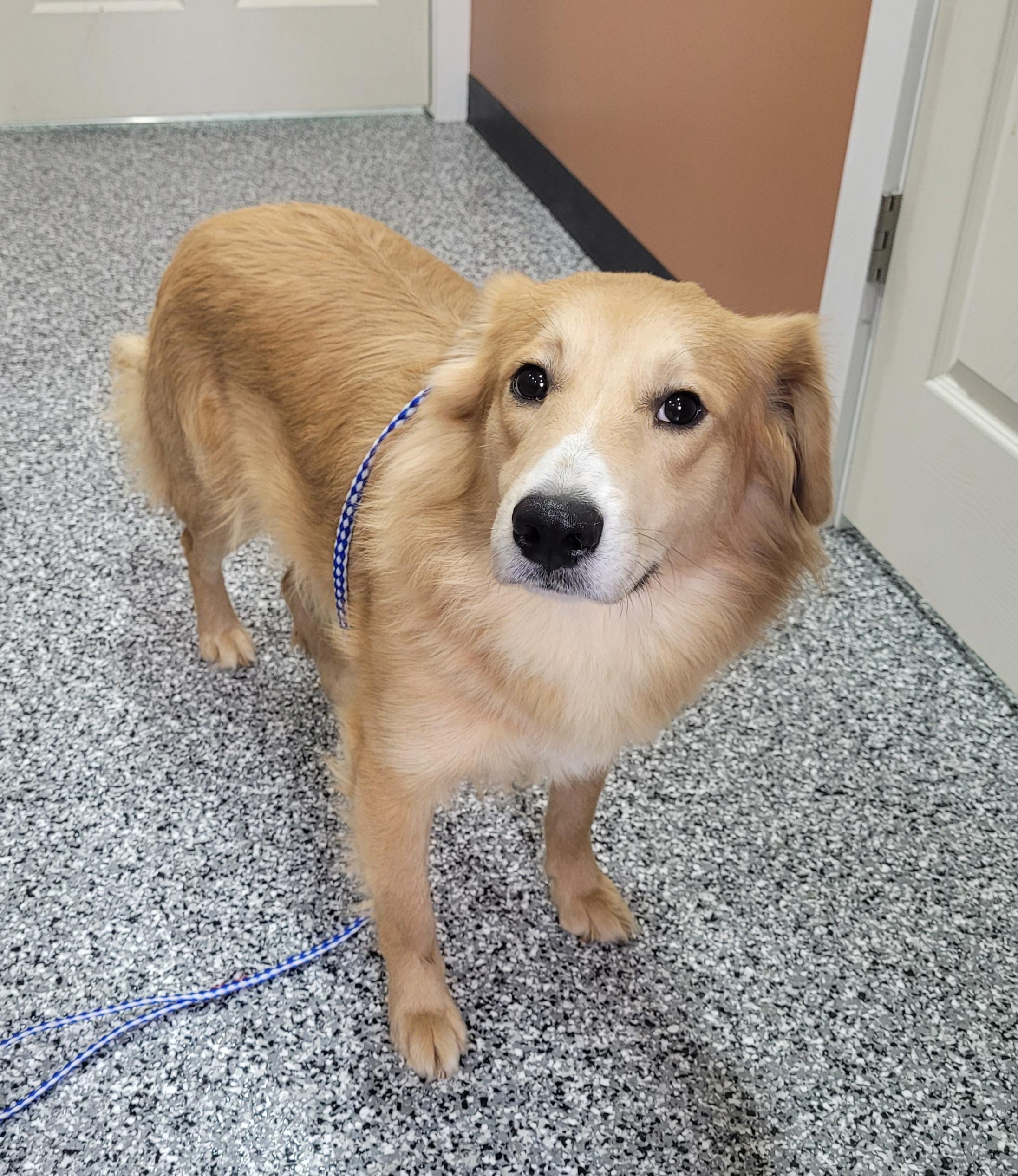 Enlarge Michael, a ADOPTABLE mixed breed in Catlettsburg, KY image 5/6