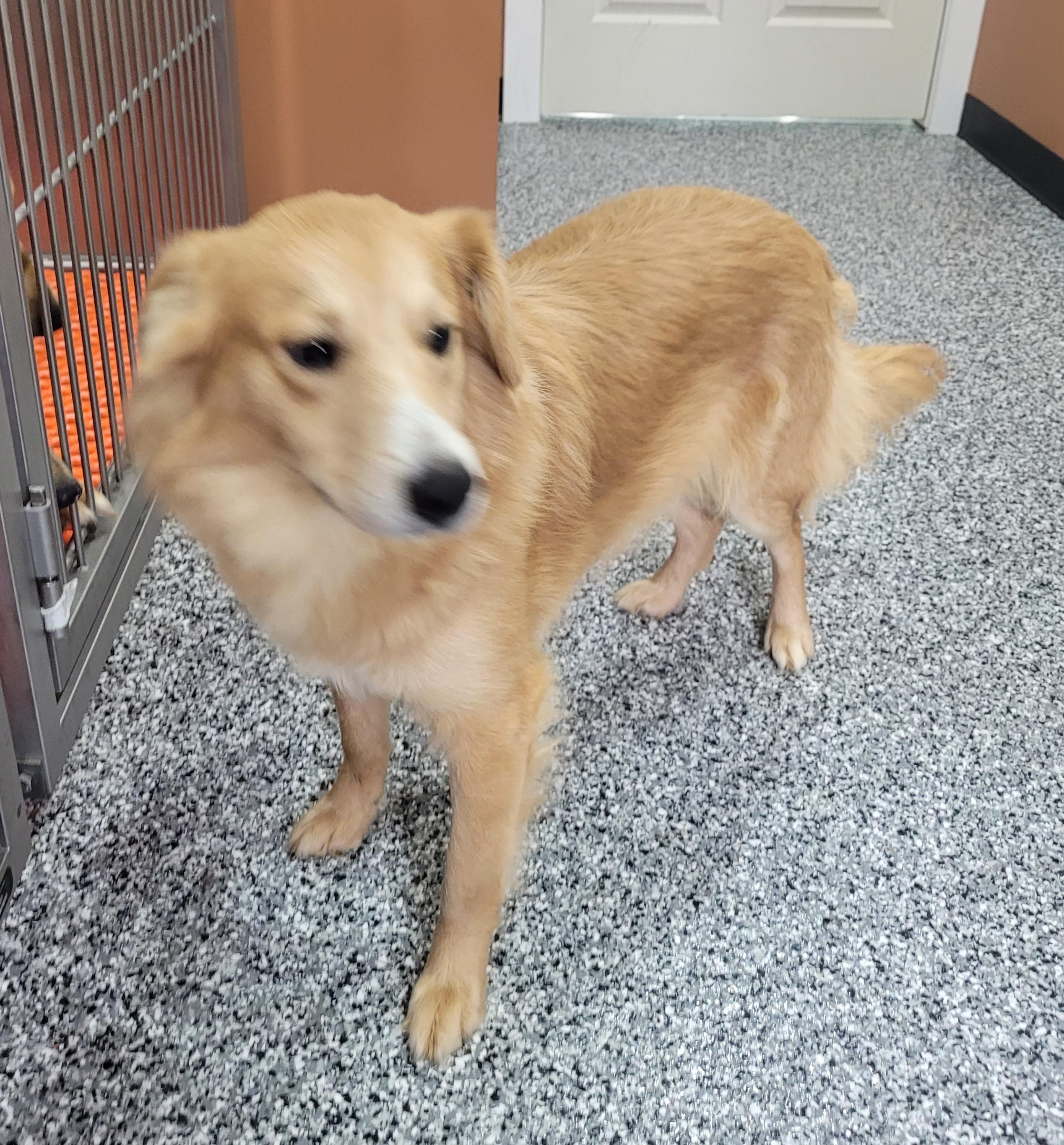 Enlarge Michael, a ADOPTABLE mixed breed in Catlettsburg, KY image 6/6