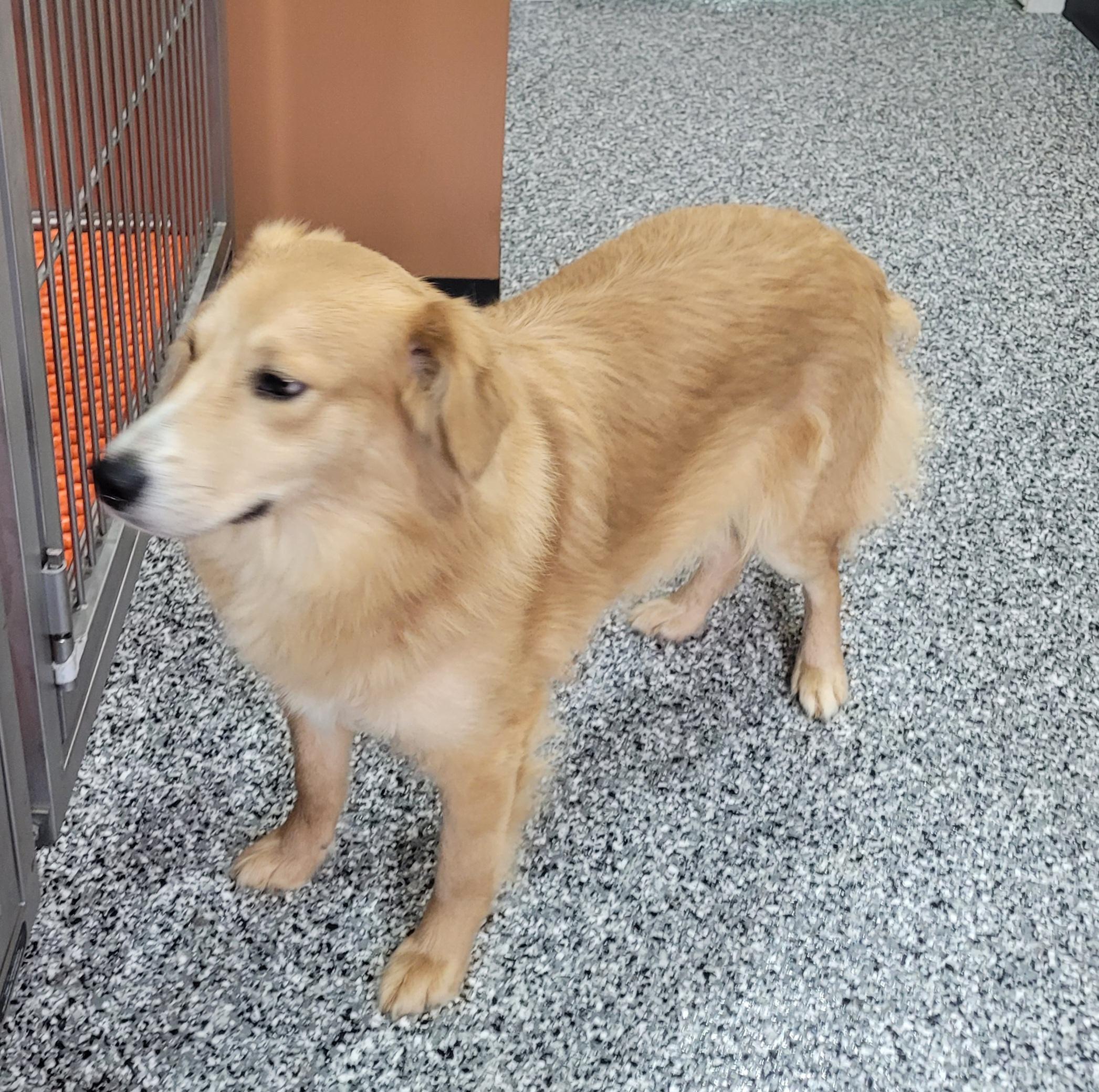 Enlarge Michael, a ADOPTABLE mixed breed in Catlettsburg, KY image 2/6