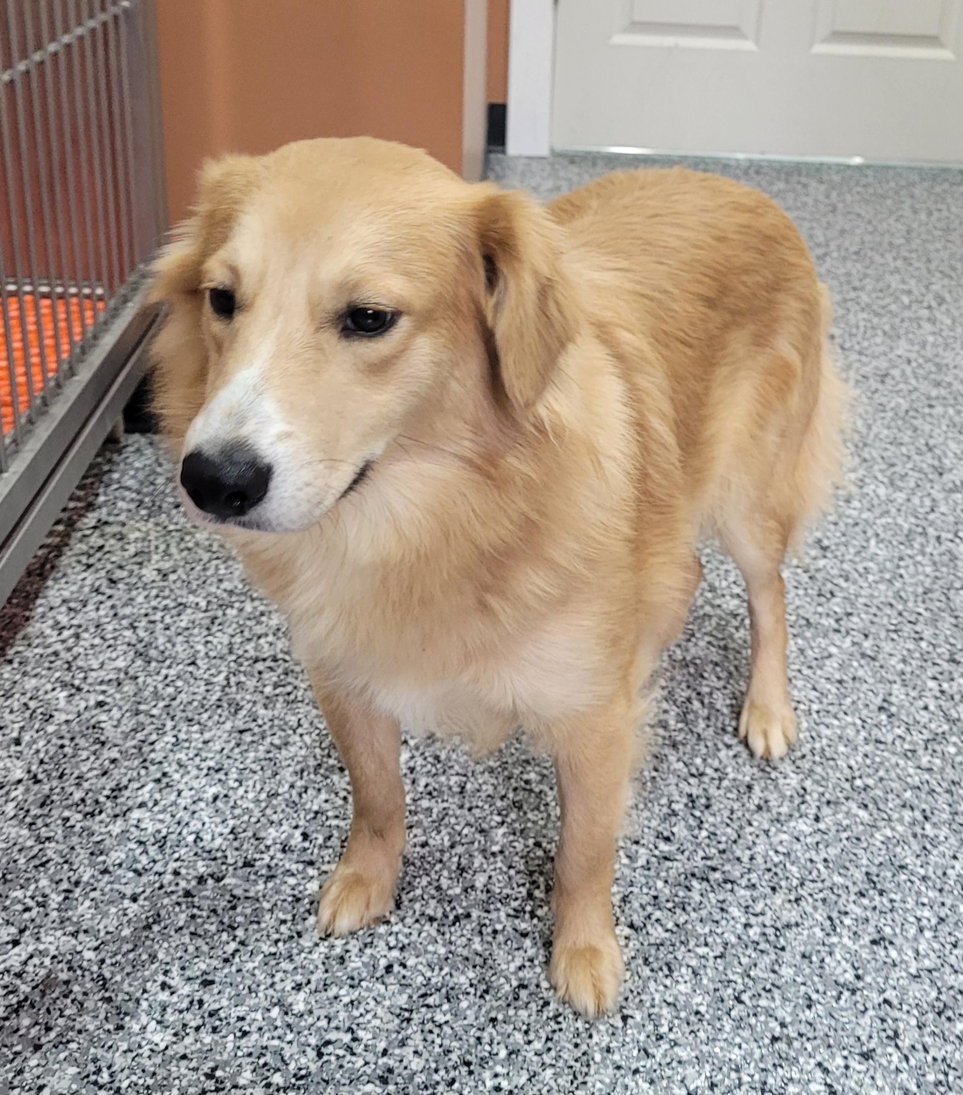 Enlarge Michael, a ADOPTABLE mixed breed in Catlettsburg, KY image 1/6