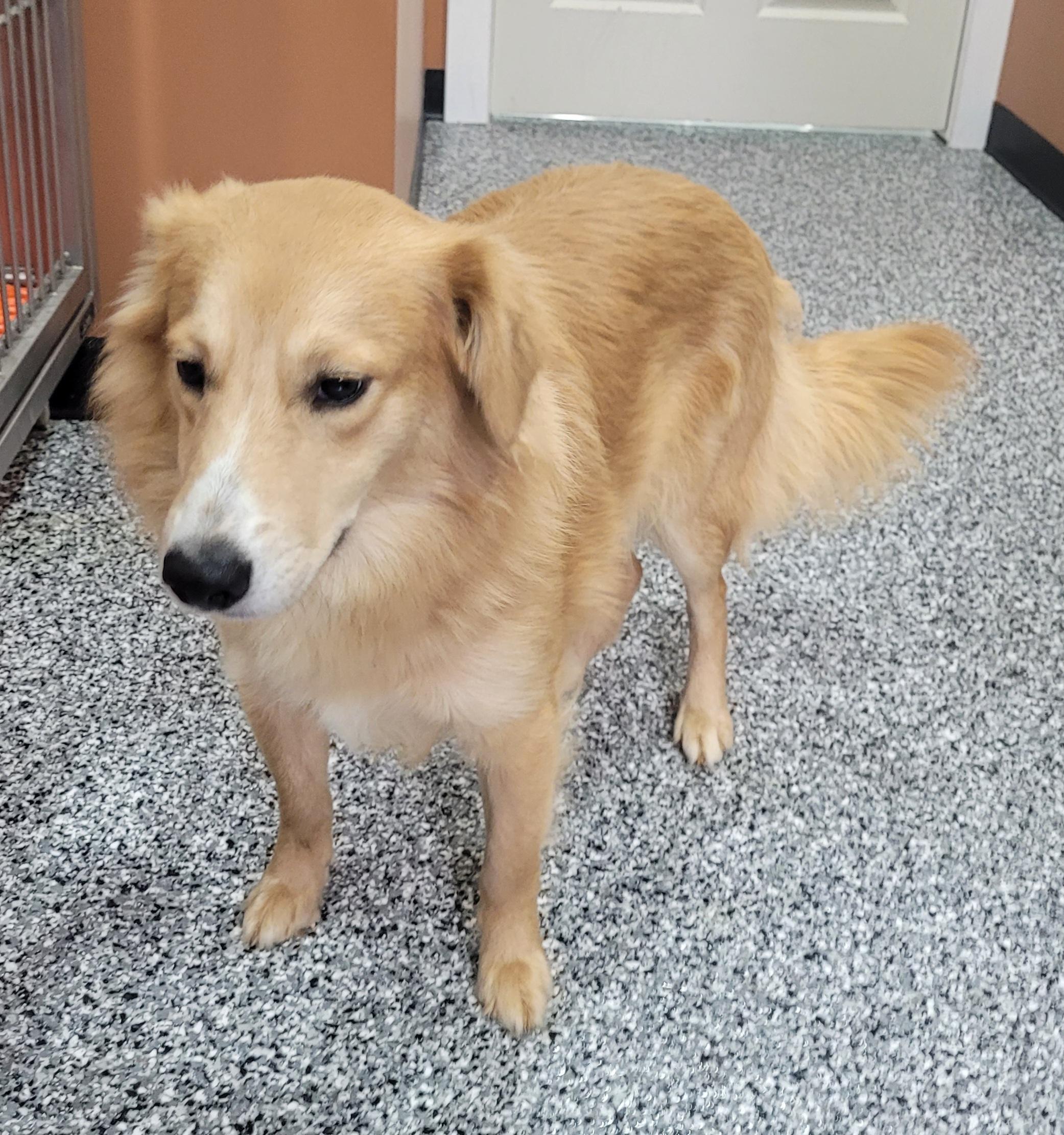 Enlarge Michael, a ADOPTABLE mixed breed in Catlettsburg, KY image 4/6