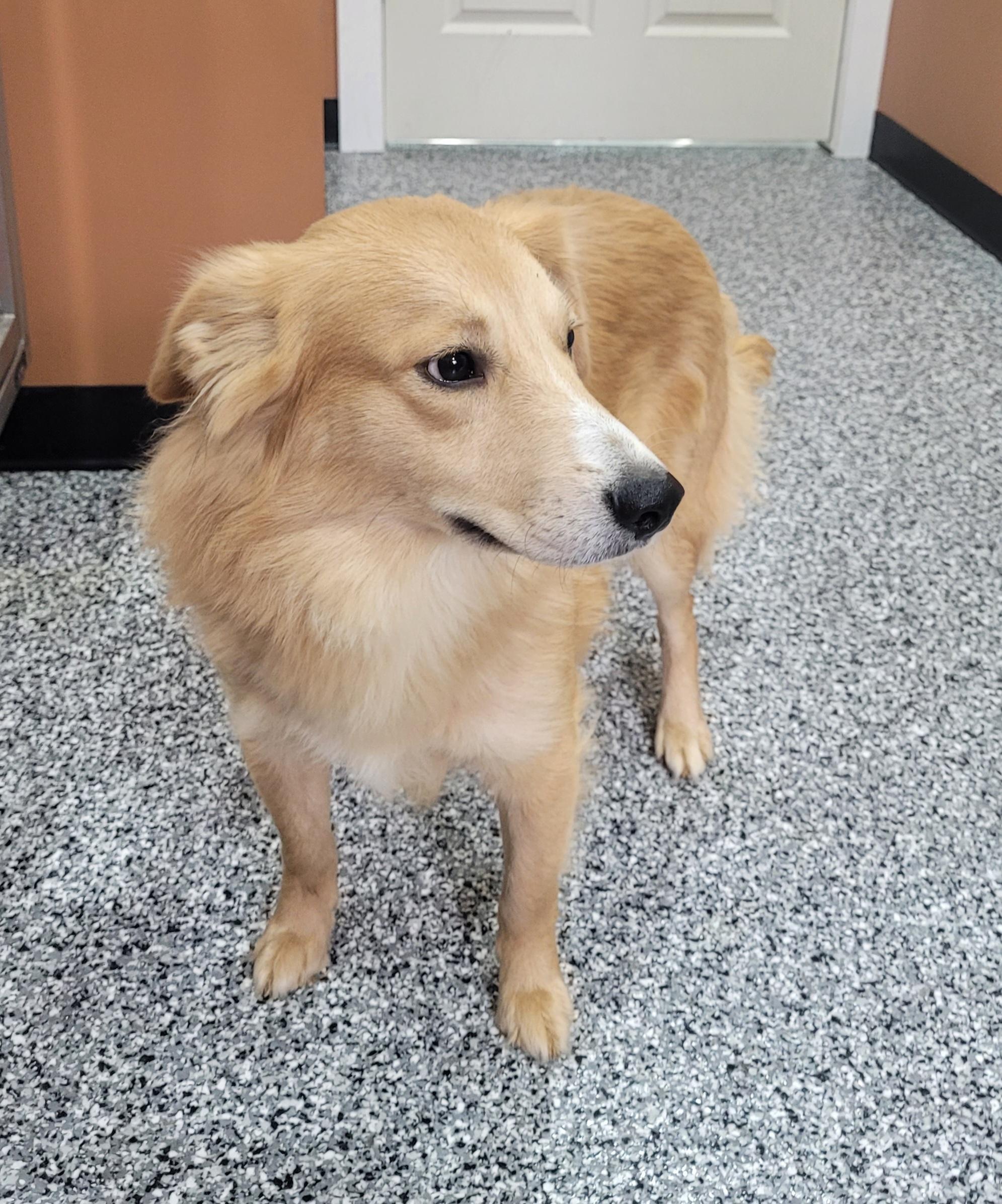 Enlarge Michael, a ADOPTABLE mixed breed in Catlettsburg, KY image 3/6