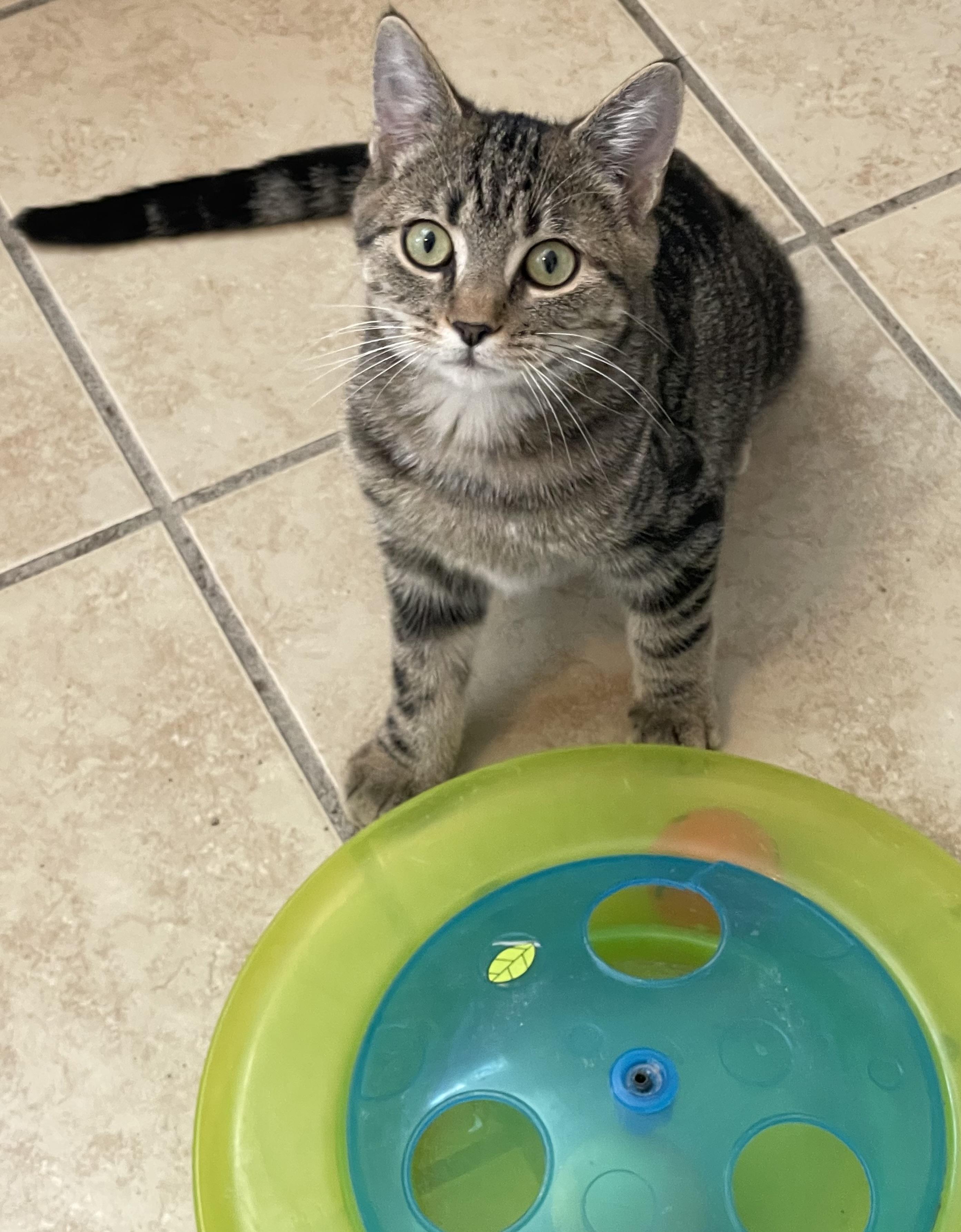 Winter (foster-raised with dogs)