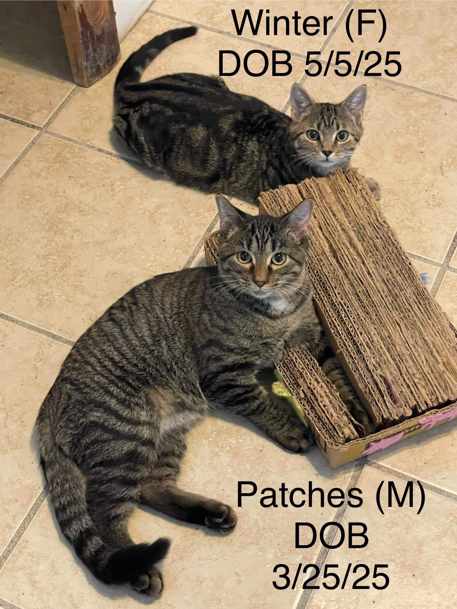 Winter (foster-raised with dogs)