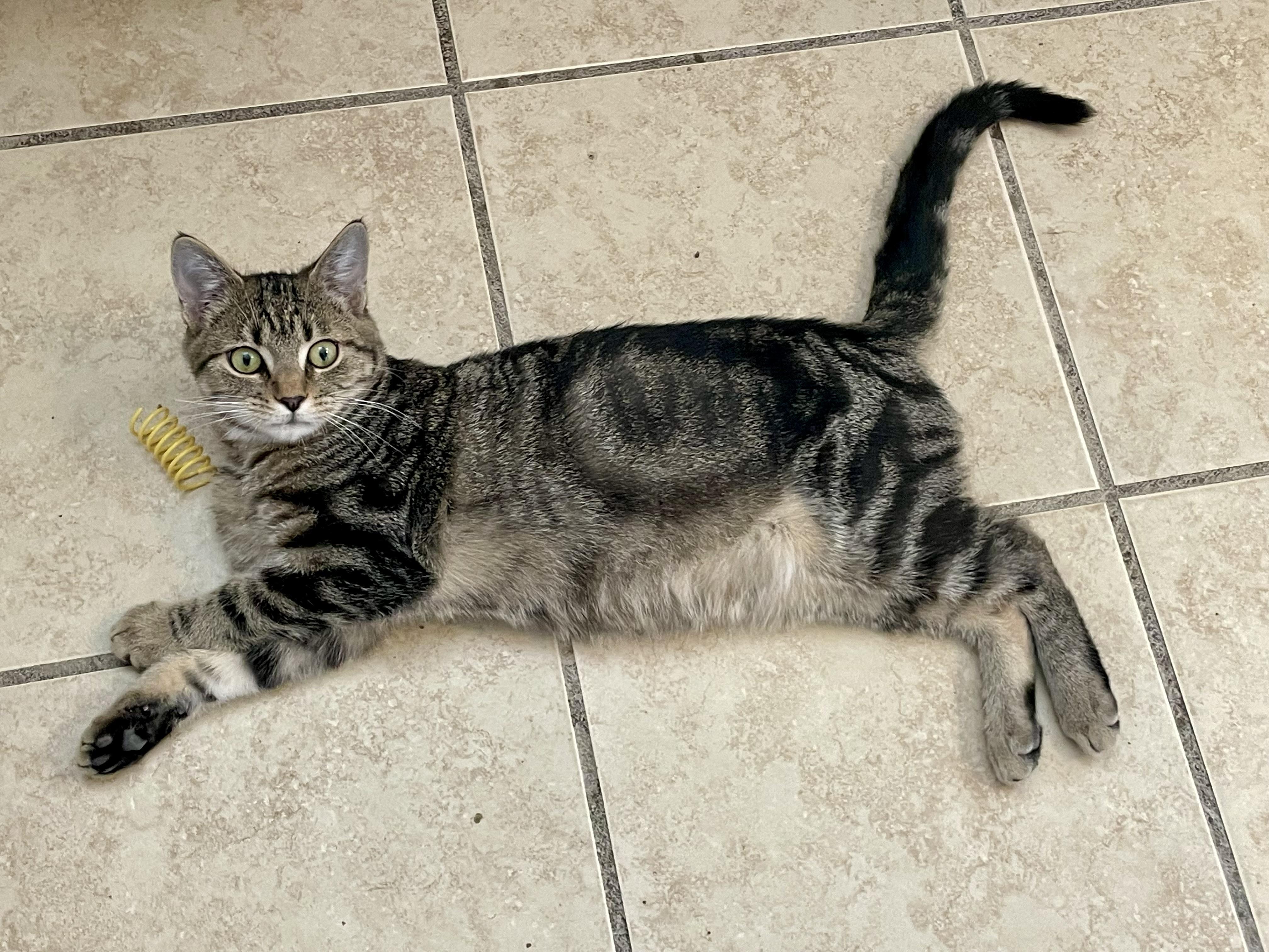 Winter (foster-raised with dogs)