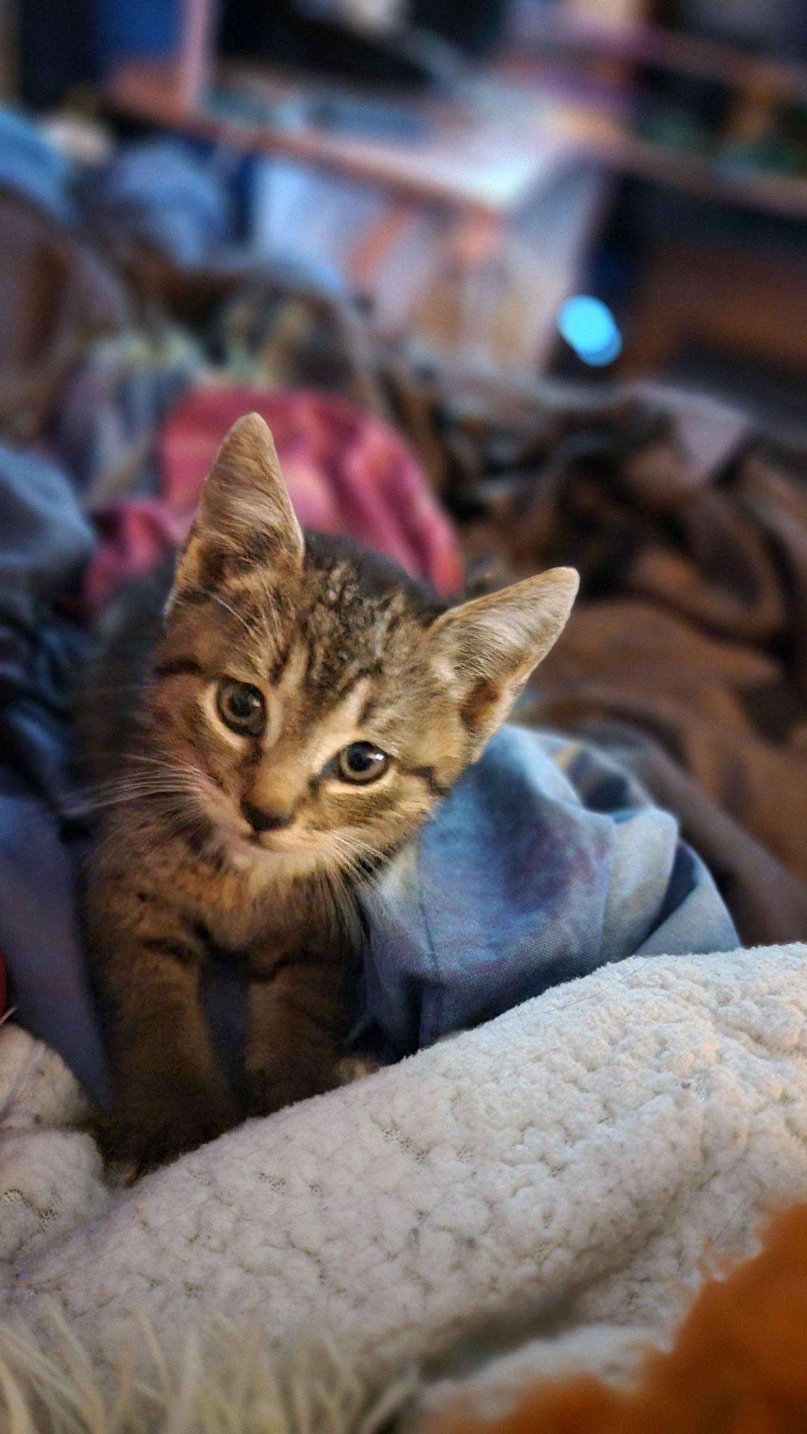 Enlarge Meatball, a Adoptable Domestic Short Hair in Seneca, SC image 4/5