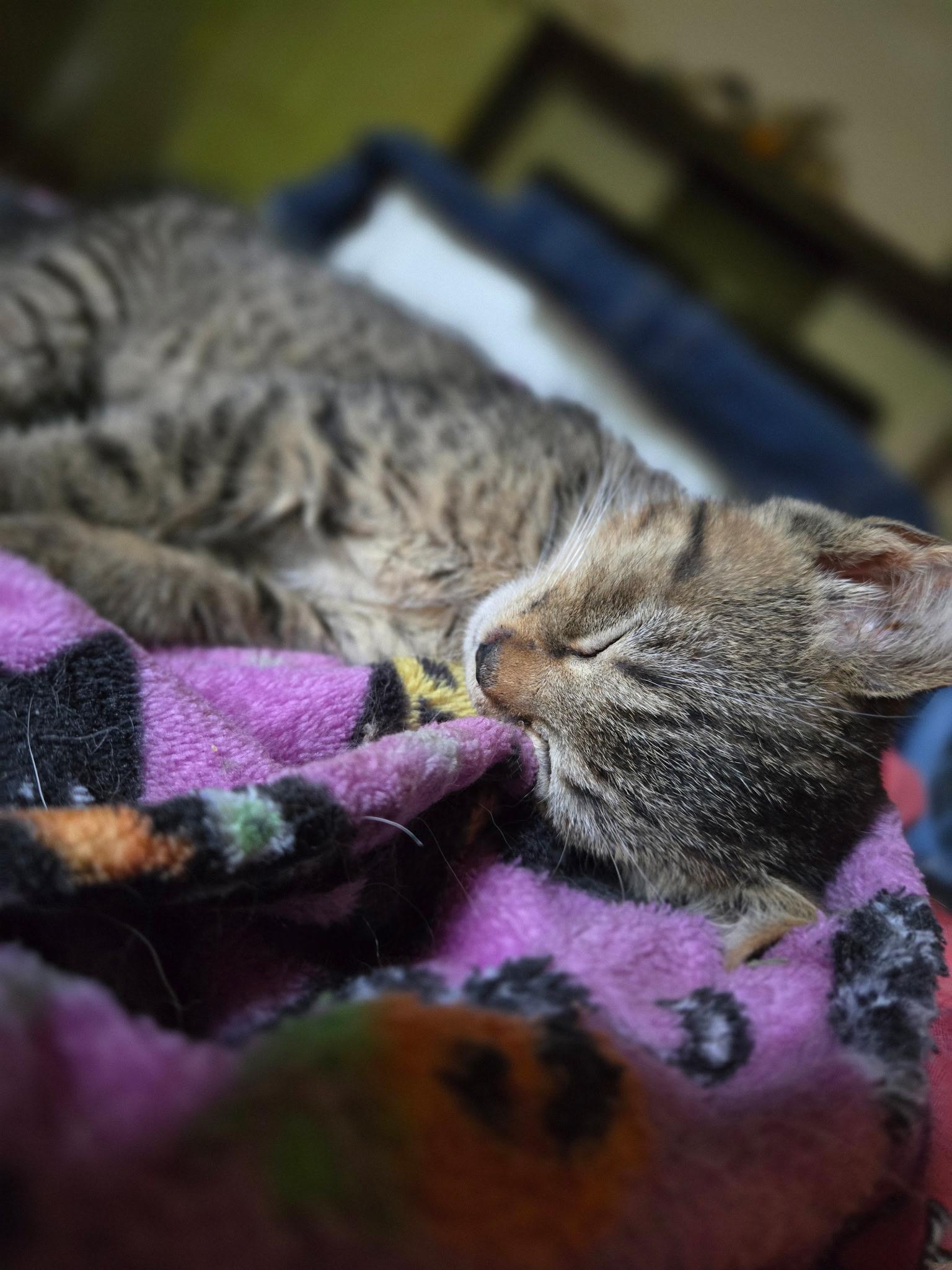 Enlarge Meatball, a Adoptable Domestic Short Hair in Seneca, SC image 3/5