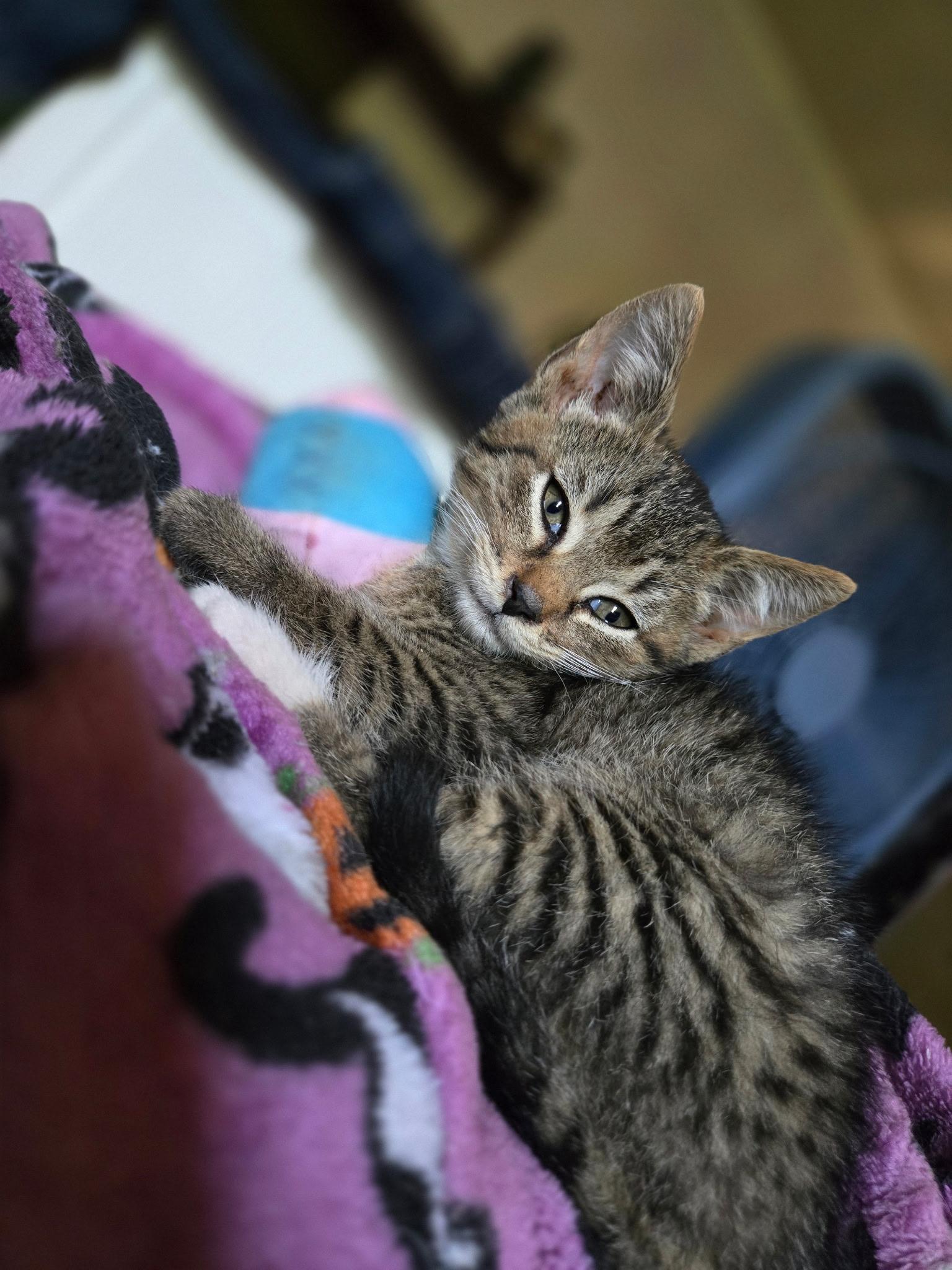 Enlarge Meatball, a Adoptable Domestic Short Hair in Seneca, SC image 2/5