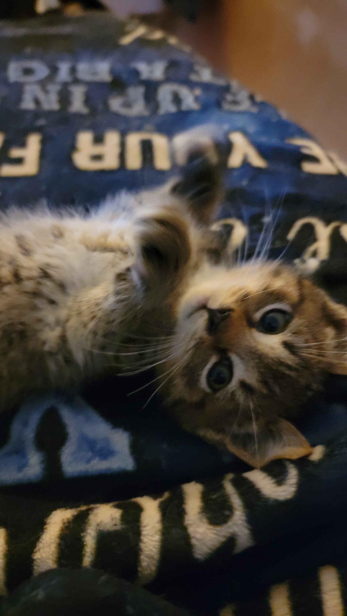Enlarge Meatball, a Adoptable Domestic Short Hair in Seneca, SC image 1/5