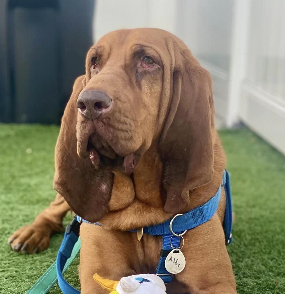 Alfie, an adoptable Bloodhound in Downers Grove, IL, 60515 | Photo Image 1