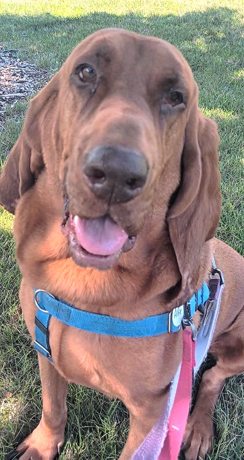 Alfie, an adoptable Bloodhound in Downers Grove, IL, 60515 | Photo Image 2