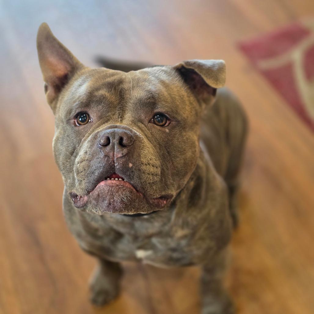 Enlarge Capone, a Adoptable mixed breed in Easton, PA image 2/6