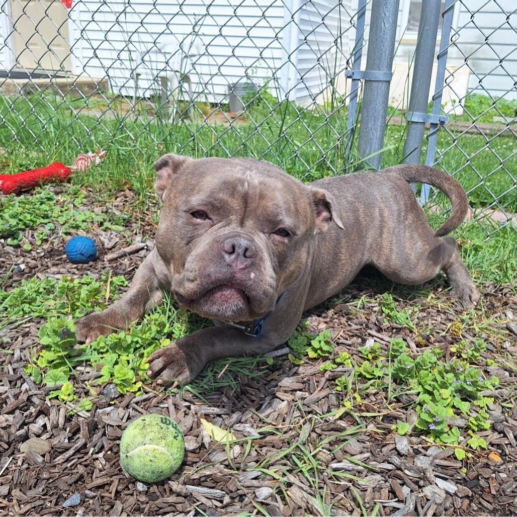 Enlarge Capone, a Adoptable mixed breed in Easton, PA image 2/5