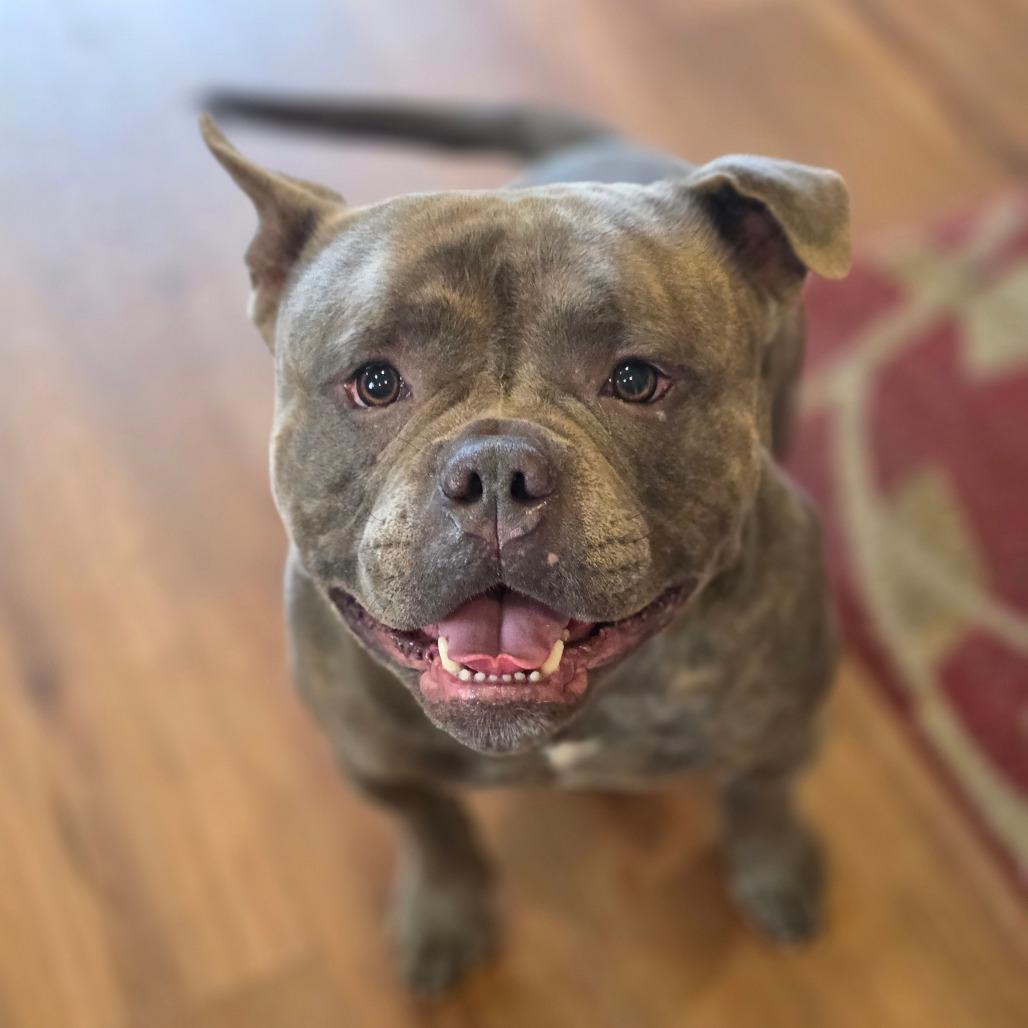 Enlarge Capone, a Adoptable mixed breed in Easton, PA image 5/6