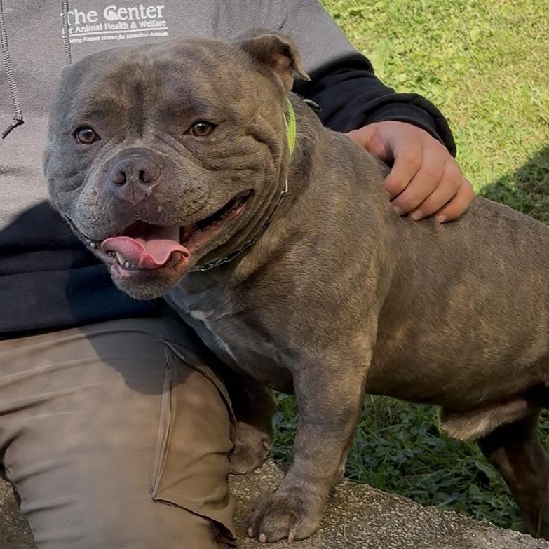 Enlarge Capone, a Adoptable mixed breed in Easton, PA image 6/6