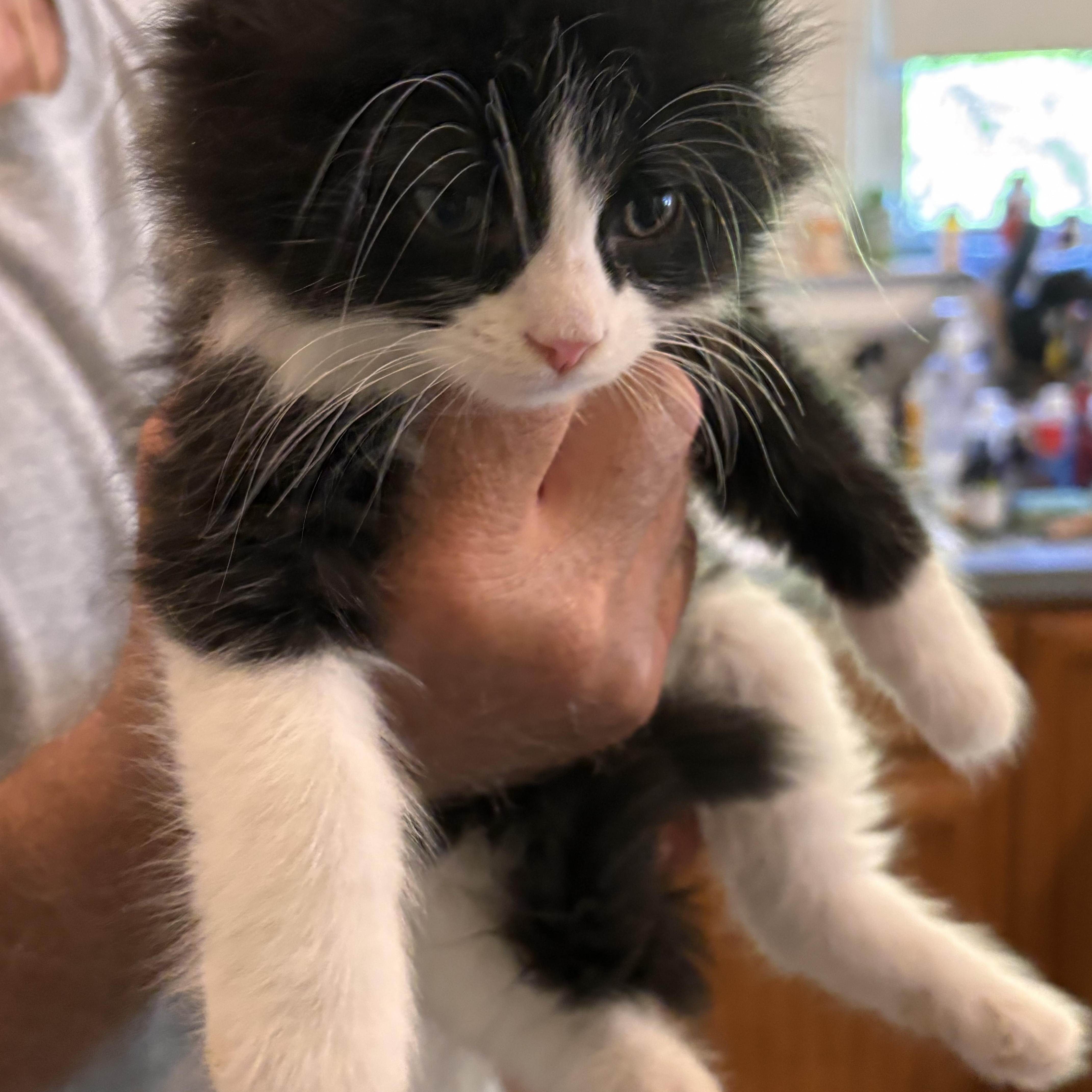 Noodle, a ADOPTABLE Domestic Medium Hair in Shelby Township, MI image 2/2
