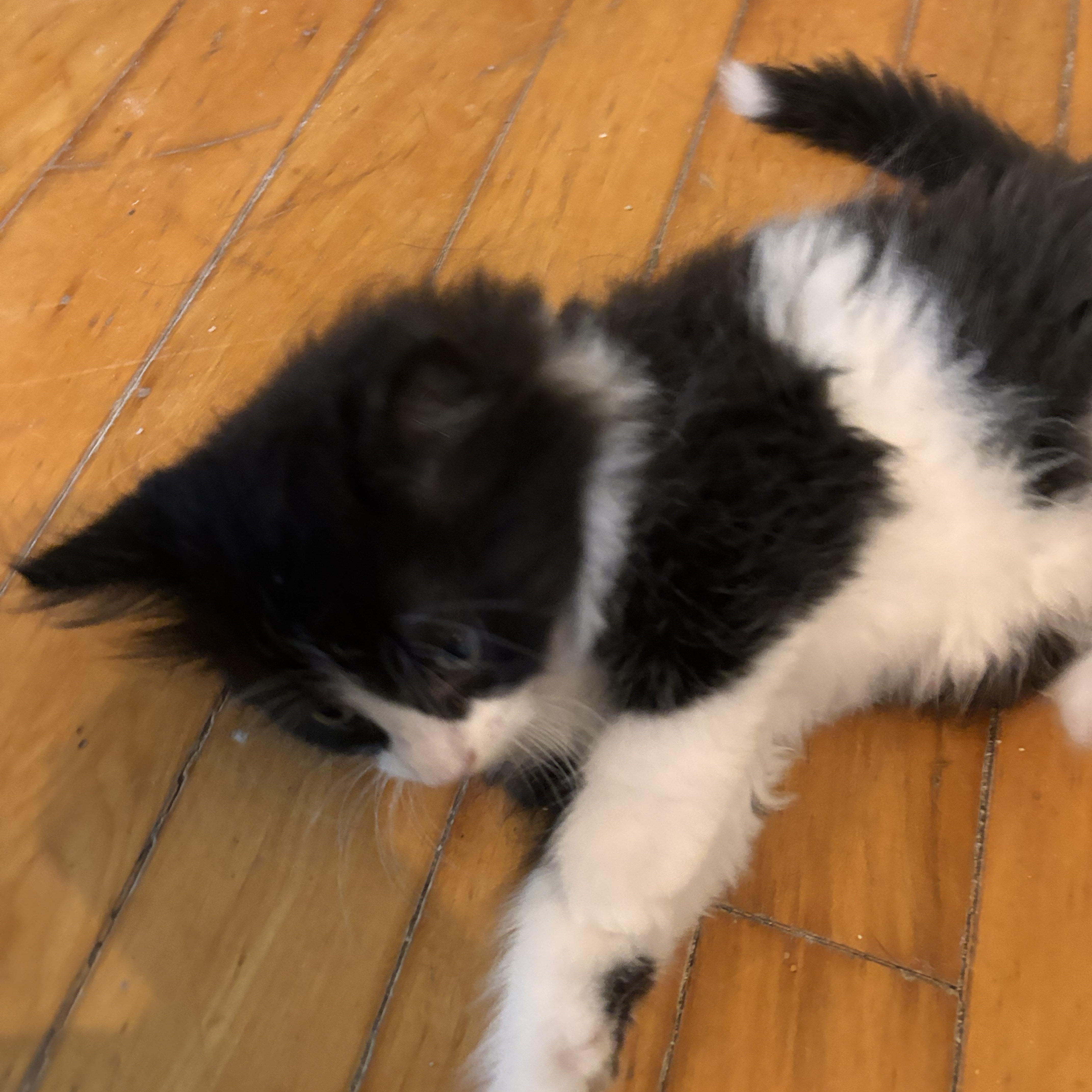 Noodle, a ADOPTABLE Domestic Medium Hair in Shelby Township, MI image 1/2