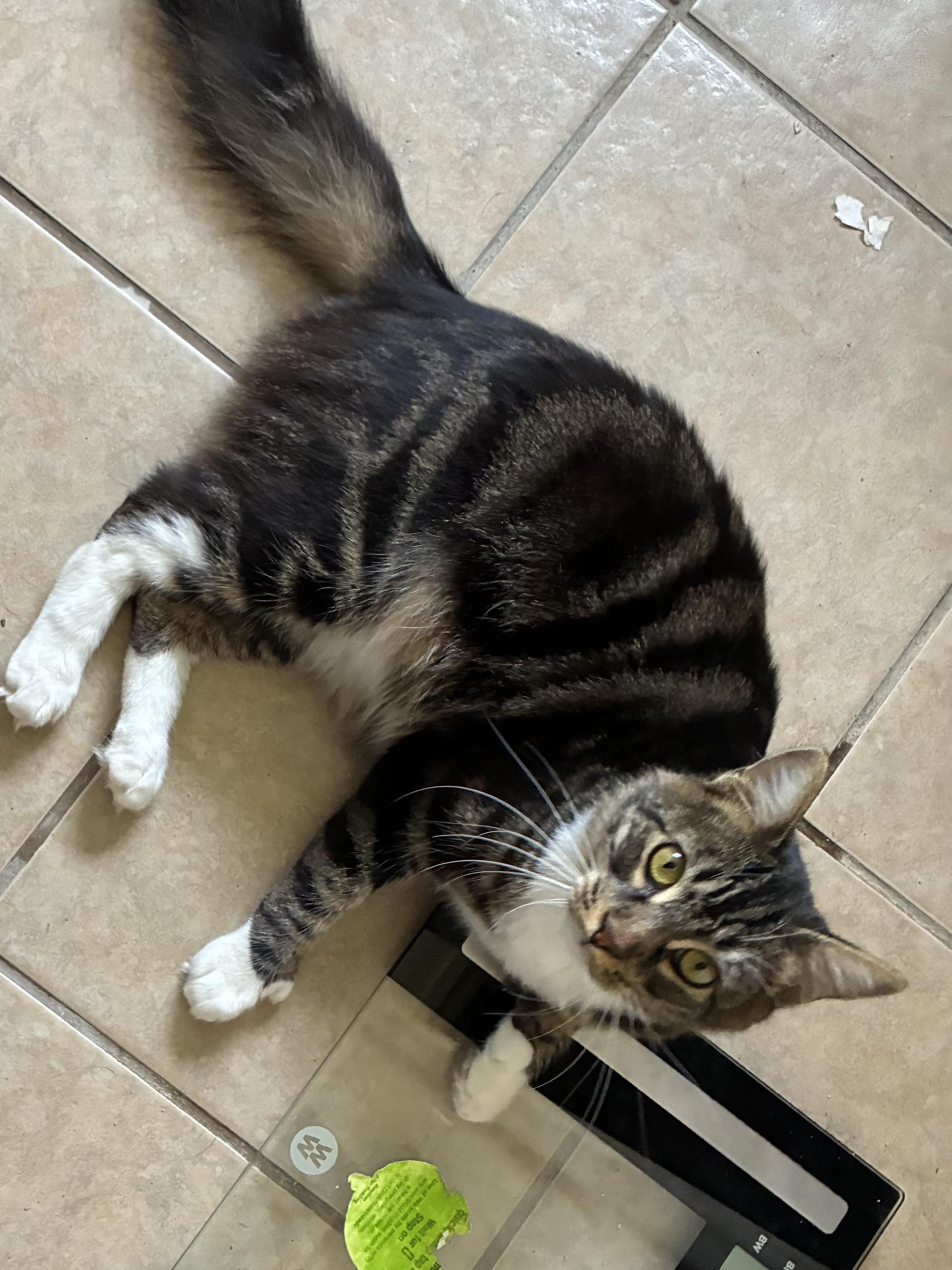 Enlarge Billy Big Paws  (Polydactyl), a Adoptable mixed breed in Ripon, CA image 2/5
