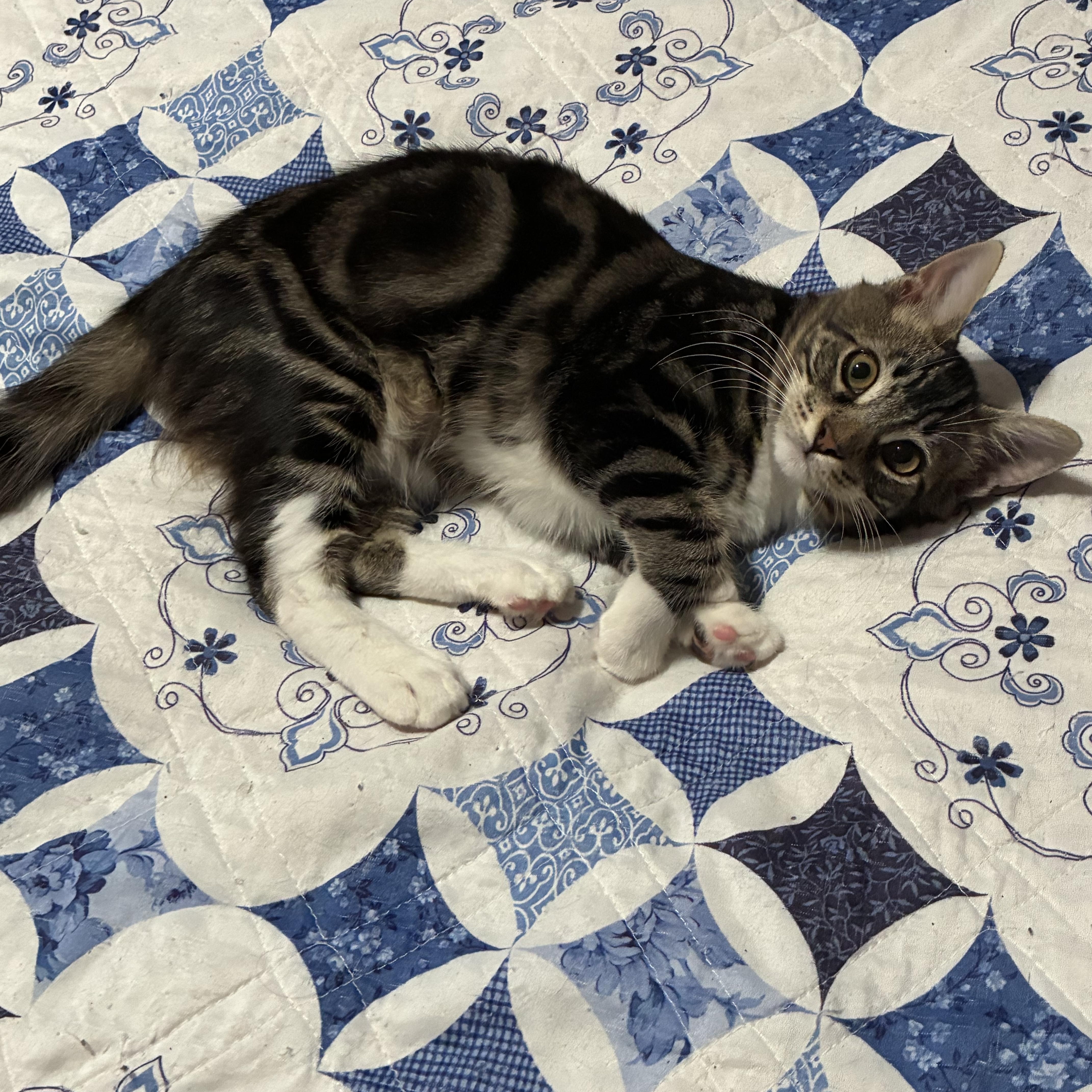 Enlarge Billy Big Paws  (Polydactyl), a Adoptable mixed breed in Ripon, CA image 1/1