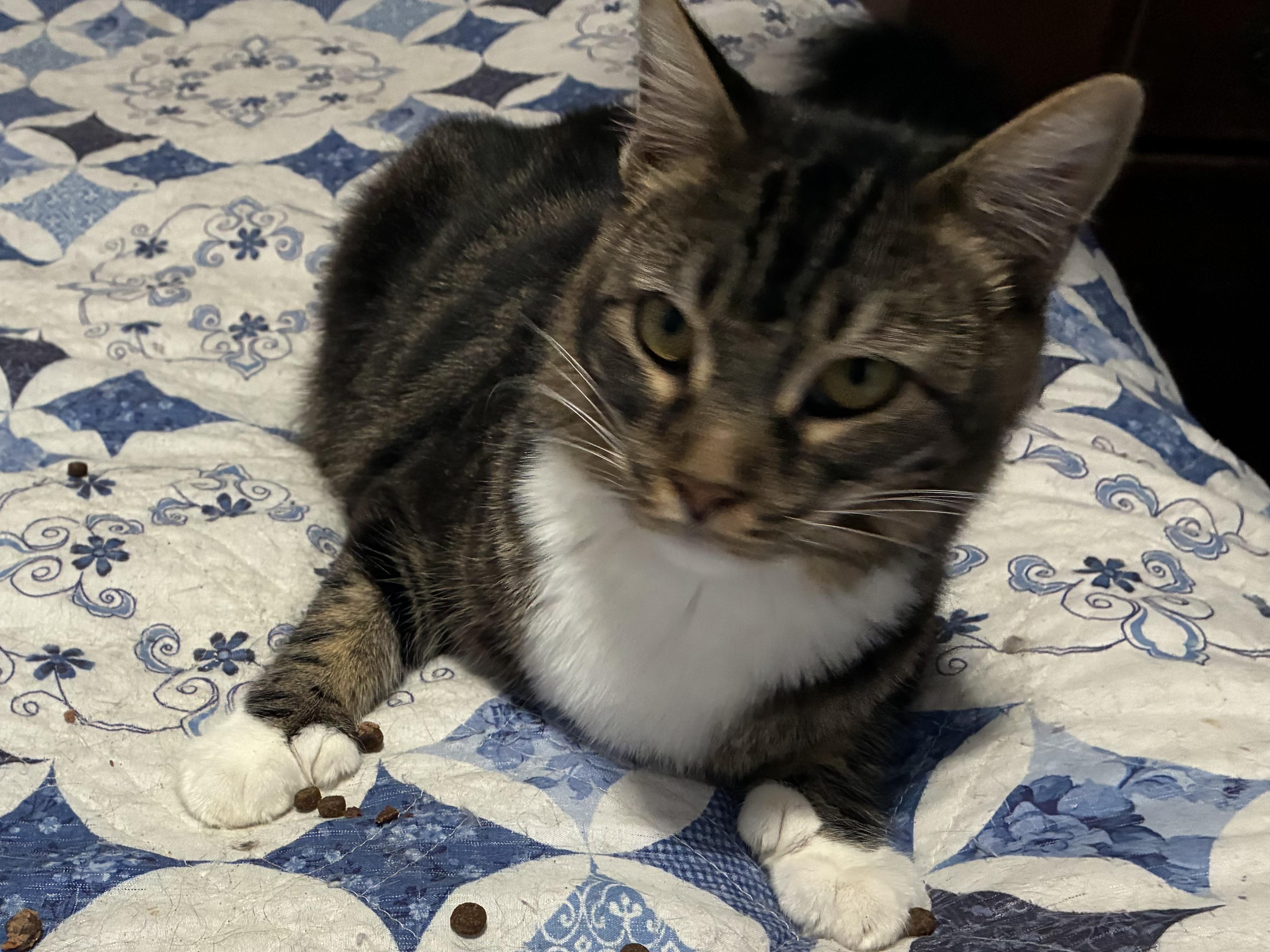 Enlarge Billy Big Paws  (Polydactyl), a Adoptable mixed breed in Ripon, CA image 3/5