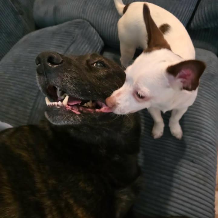 Koda, Adoptable, Adult Male Cattle Dog & Pit Bull Terrier.