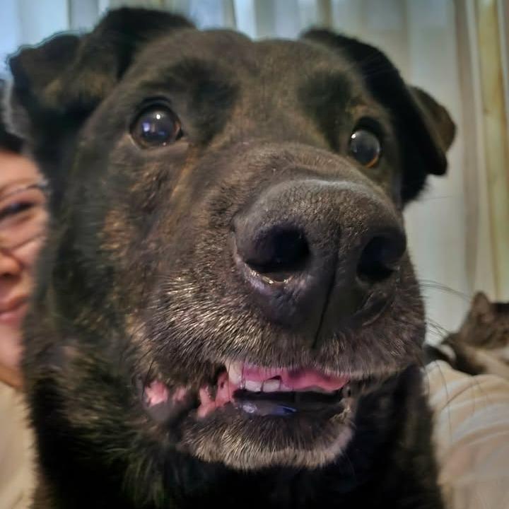 Enlarge Koda, a Adoptable mixed breed in Beaumont, TX image 2/6