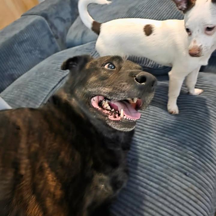 Enlarge Koda, a Adoptable mixed breed in Beaumont, TX image 3/6