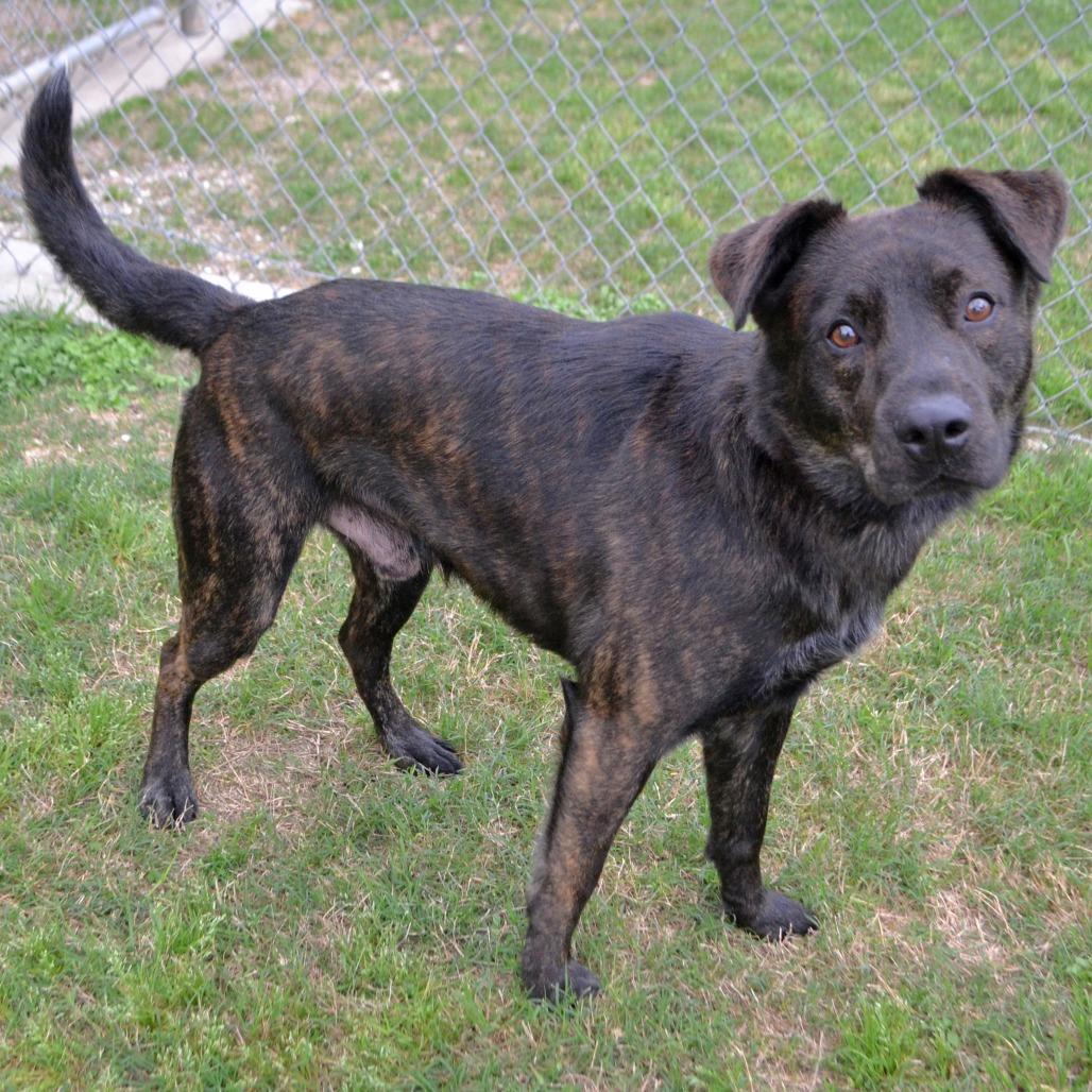 Enlarge Koda, a Adoptable mixed breed in Beaumont, TX image 4/6