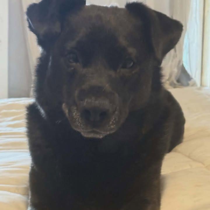 Enlarge Koda, a Adoptable mixed breed in Beaumont, TX image 5/6