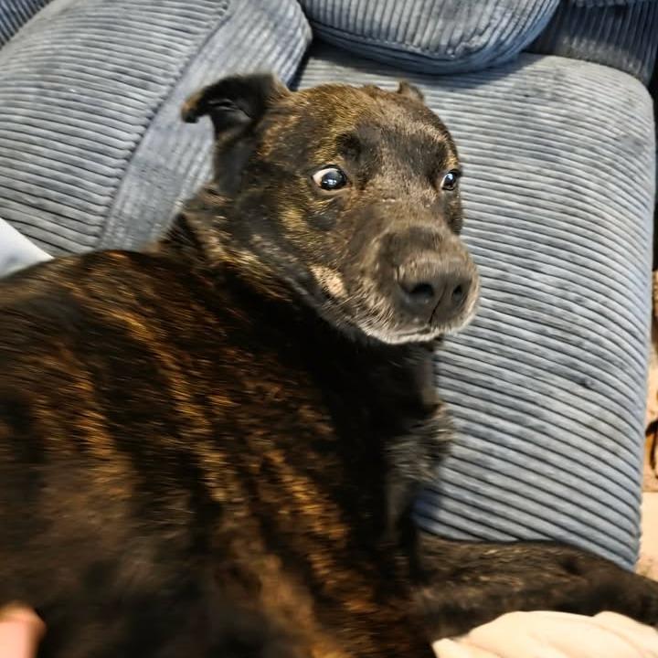 Enlarge Koda, a Adoptable mixed breed in Beaumont, TX image 6/6