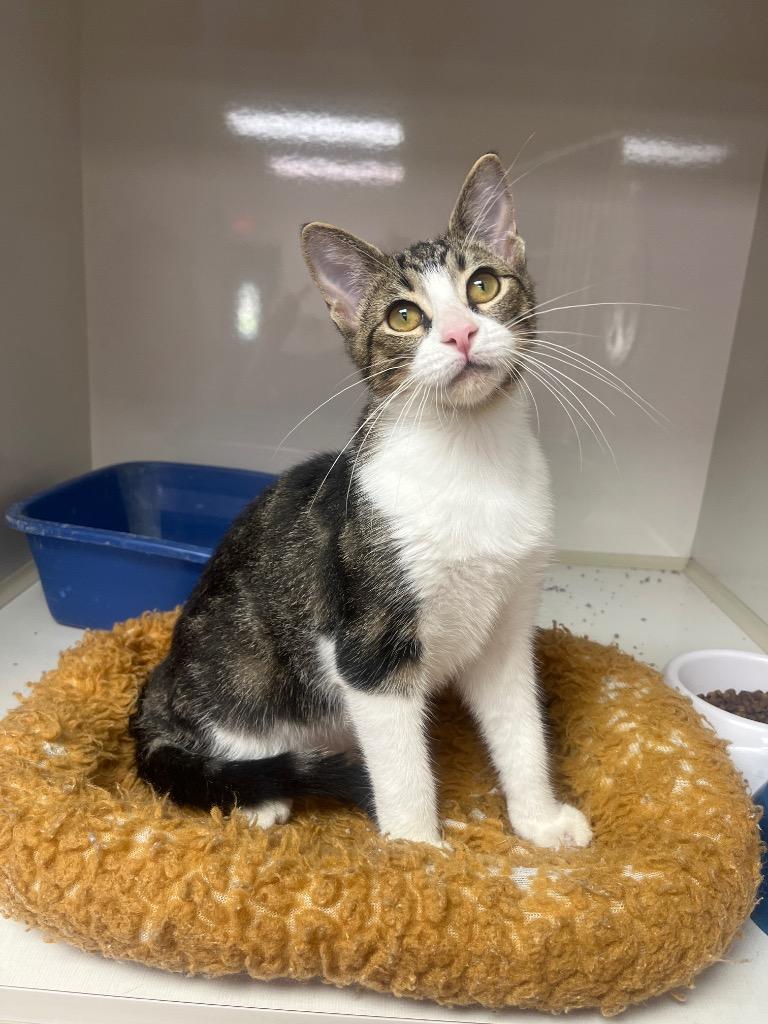 Scallion, Adoptable, Kitten Male Domestic Short Hair.