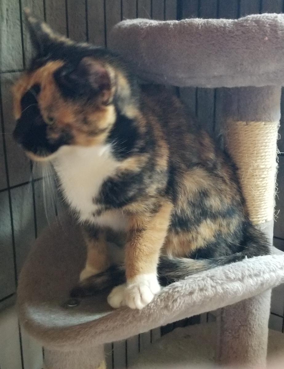 Penelope, Adopted, Young Female Domestic Short Hair.