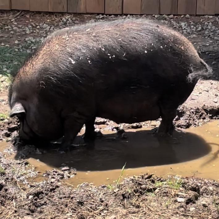 Bonnie, Adult Female Vietnamese Pot Bellied
