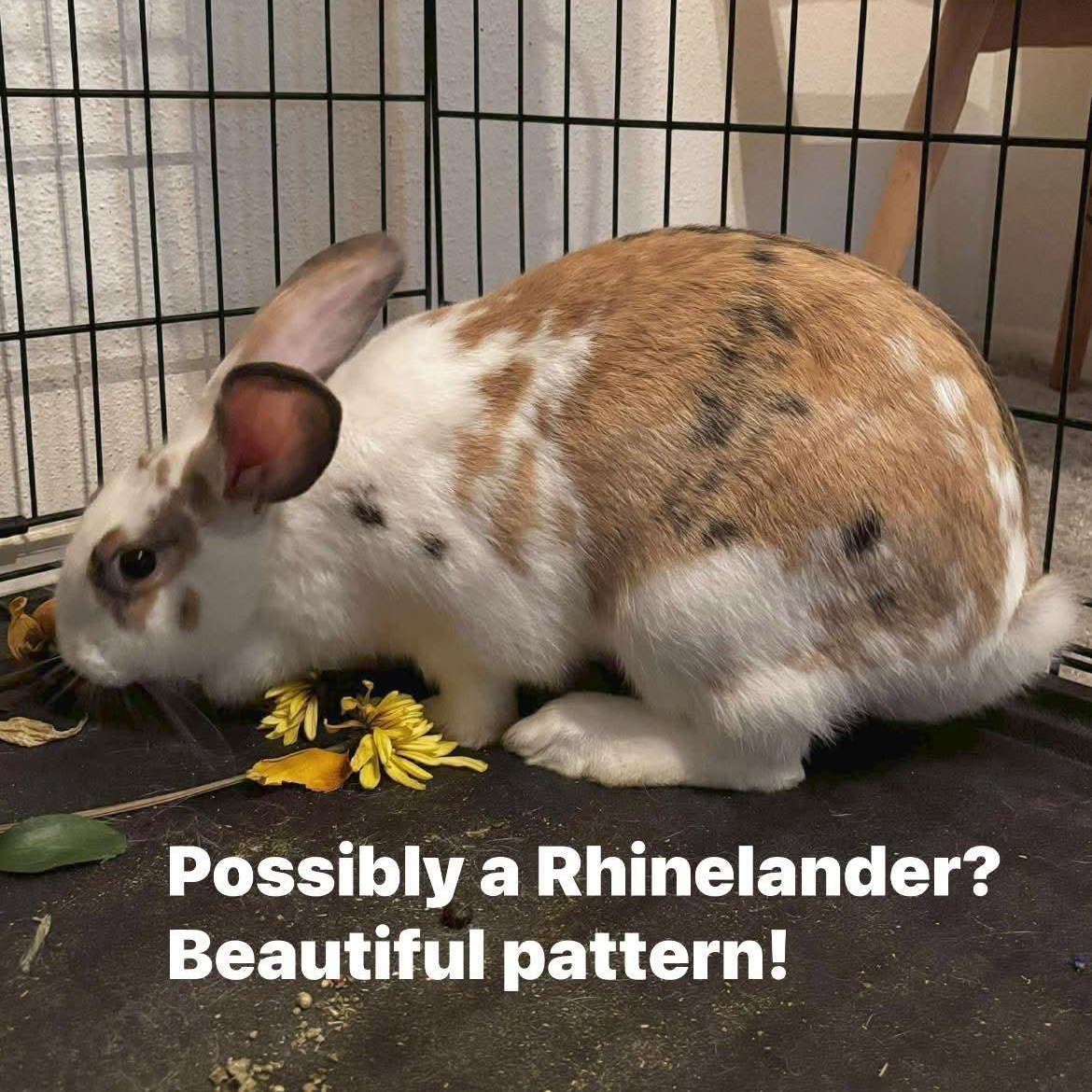 Patootie, a Adoptable mixed breed in Paradis, LA image 3/3