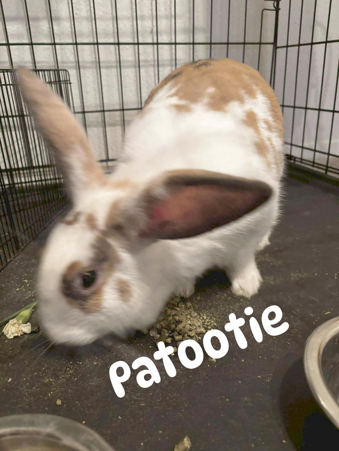 Patootie, a Adoptable mixed breed in Paradis, LA image 1/3
