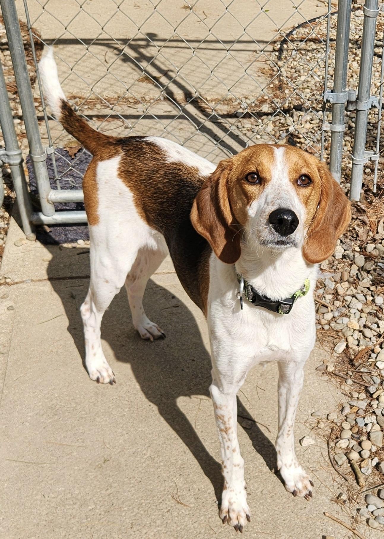 Dottie, ADOPTABLE, Young Female Beagle & Hound.