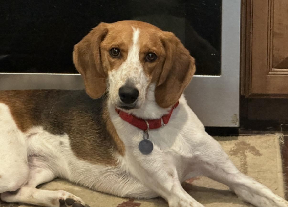 Enlarge Dottie, an adoptable mixed breed in Cleveland, OH image 6/6