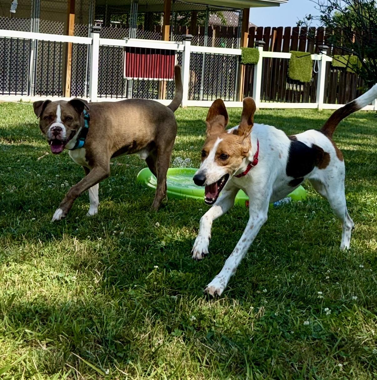 Enlarge Dottie, an adoptable mixed breed in Cleveland, OH image 4/6