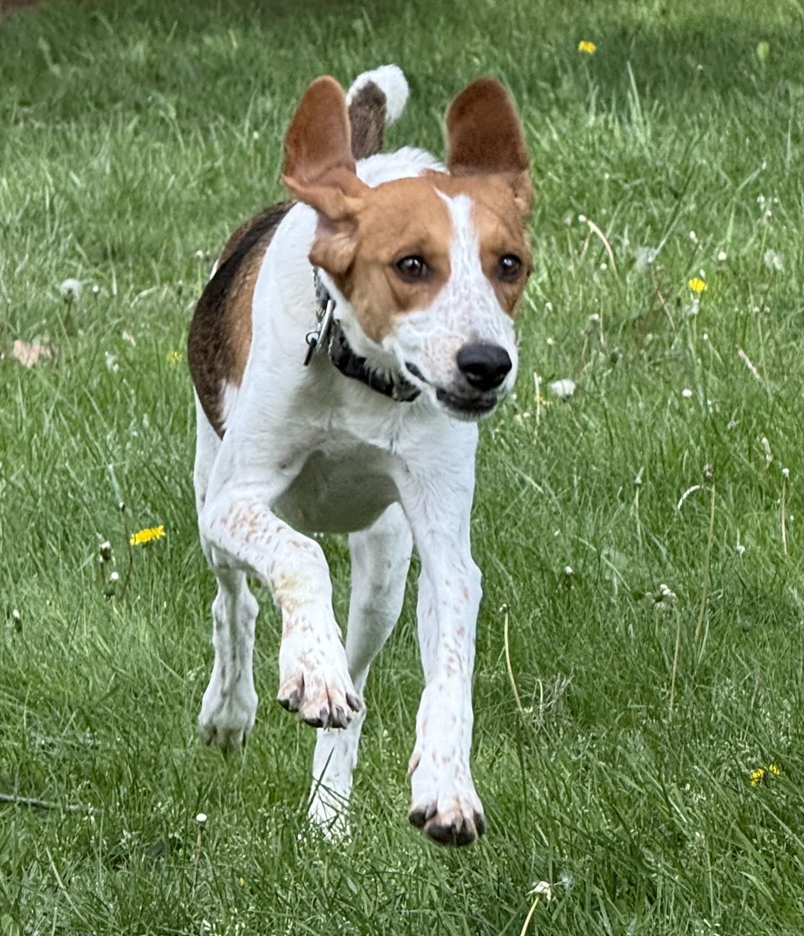 Dottie, a ADOPTABLE mixed breed in Cleveland, OH image 2/5