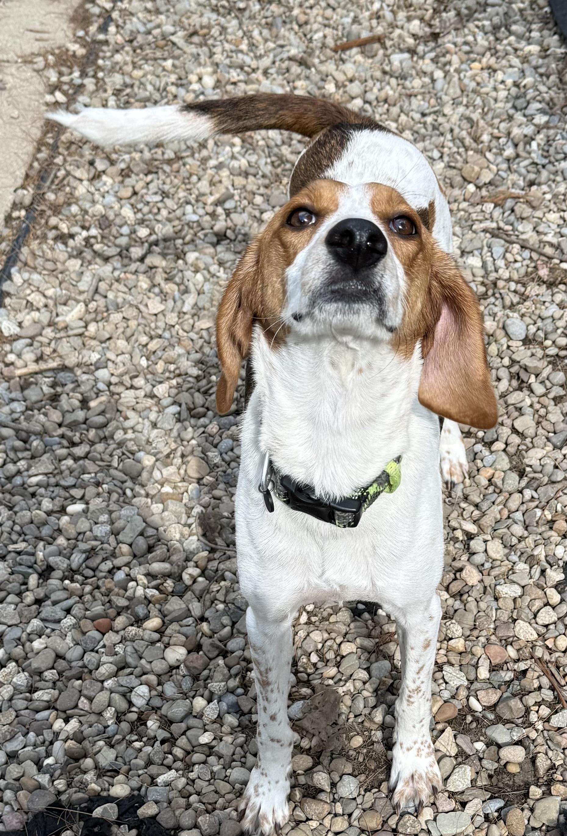 Dottie, a ADOPTABLE mixed breed in Cleveland, OH image 3/5