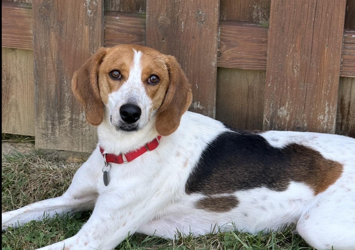 Enlarge Dottie, an adoptable mixed breed in Cleveland, OH image 5/6