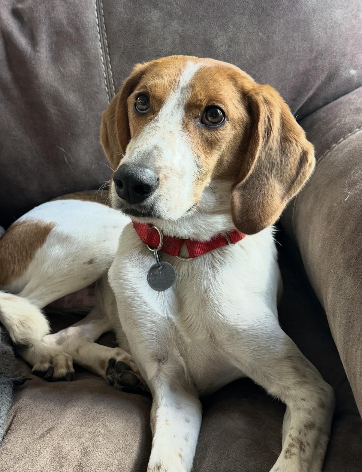 Dottie, adoptable, Young Female Beagle & Hound.