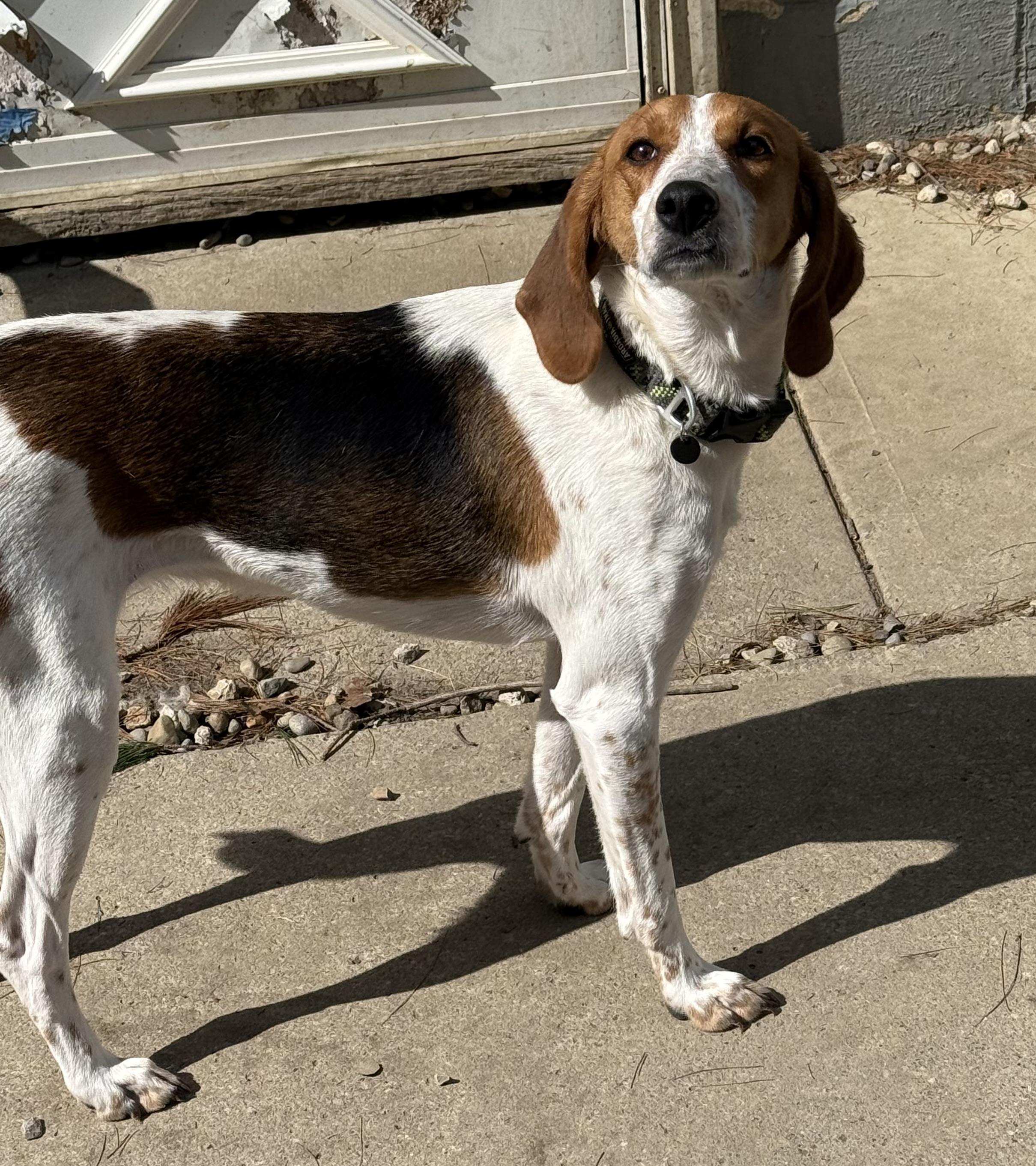 Dottie, a ADOPTABLE mixed breed in Cleveland, OH image 4/5