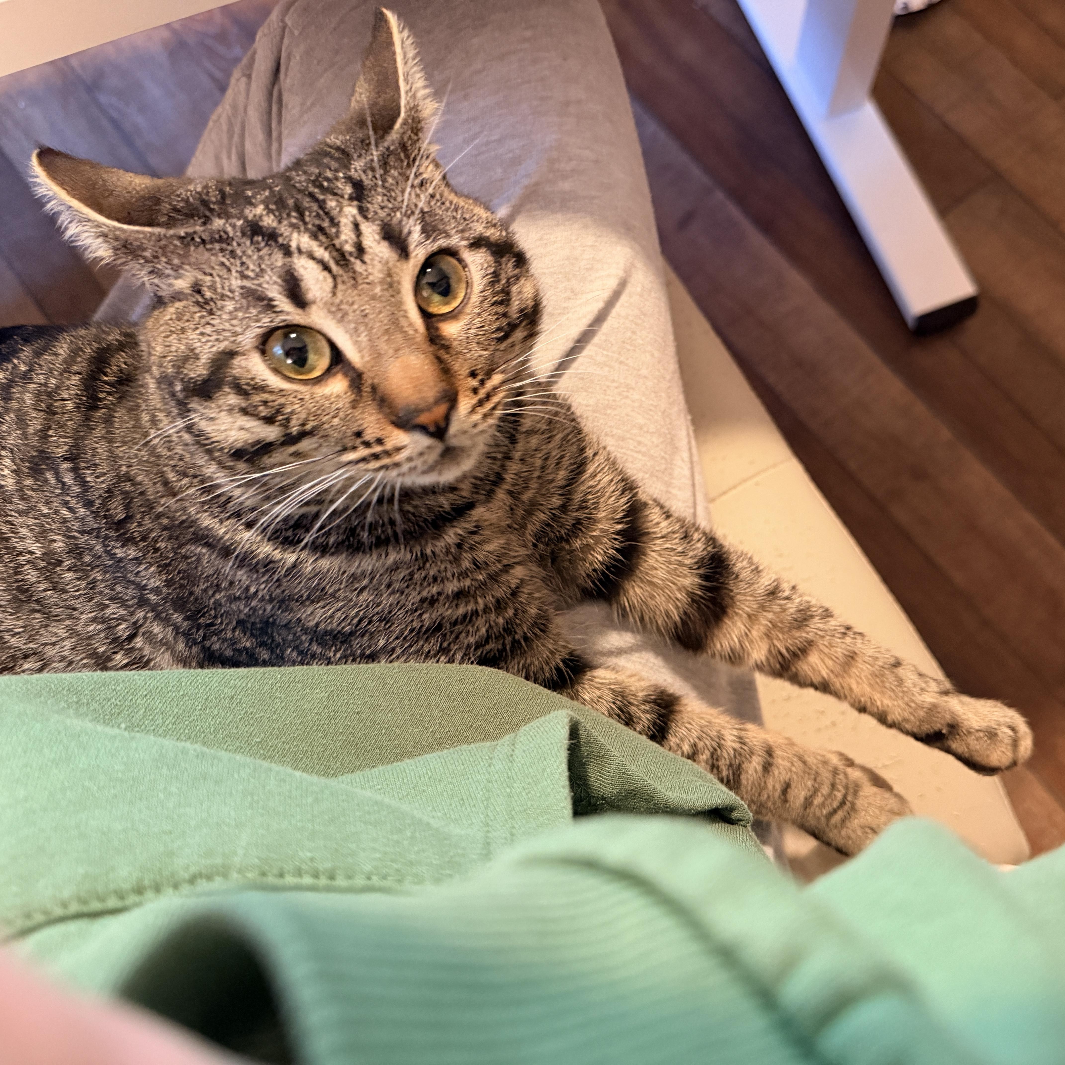 Bacon, a Adoptable Domestic Short Hair in Nashville, TN image 2/6