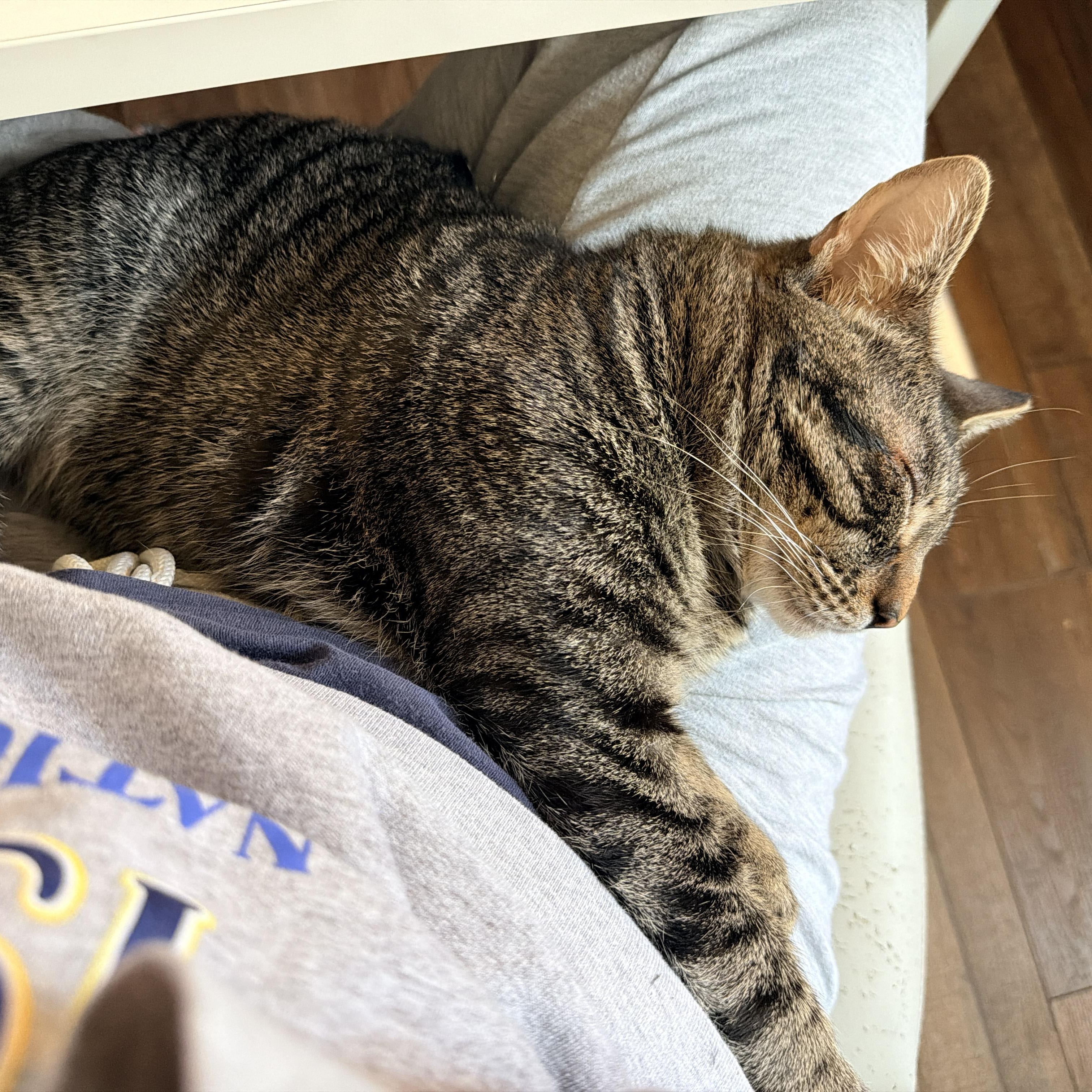 Bacon, a Adoptable Domestic Short Hair in Nashville, TN image 4/6